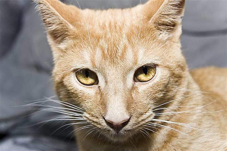 Blanding af racer Garfield "R.I.P" billede 5