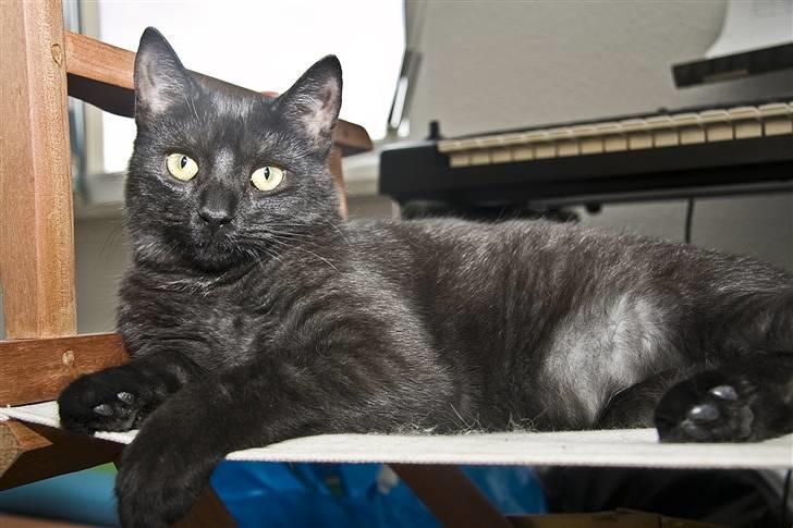 Blanding af racer Salém (R.I.P) billede 1