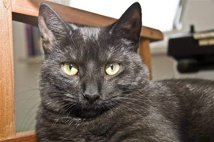 Blanding af racer Salém (R.I.P) billede 2