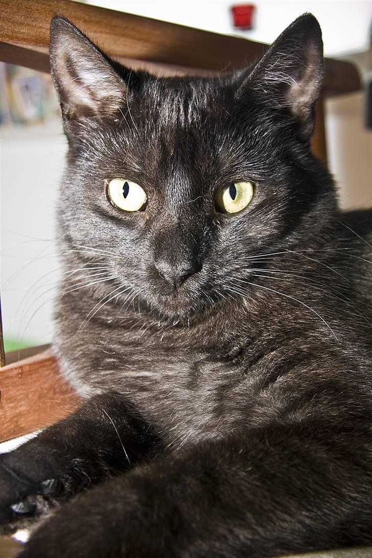 Blanding af racer Salém (R.I.P) billede 3