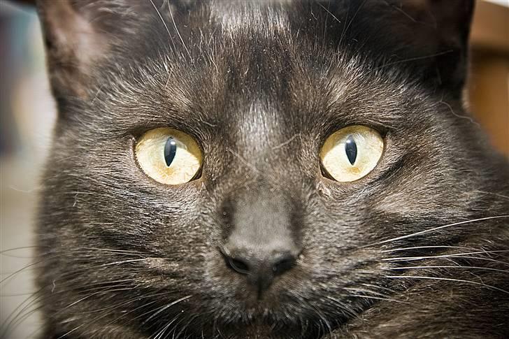 Blanding af racer Salém (R.I.P) billede 4