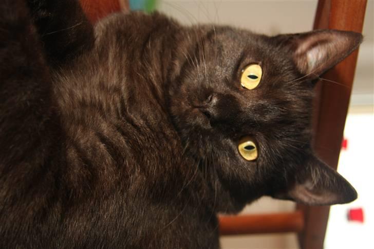 Blanding af racer Salém (R.I.P) billede 5