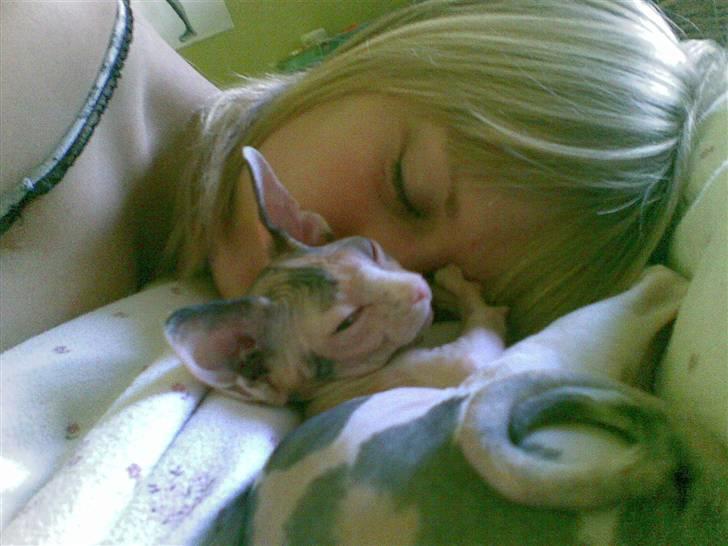 Sphynx Clara billede 11