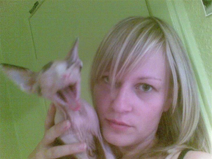 Sphynx Clara billede 12