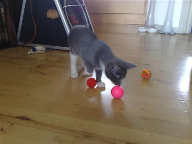 Huskat Trille billede 1