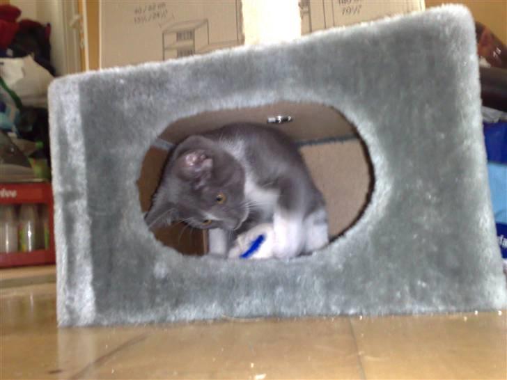 Huskat Trille billede 2