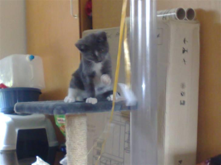 Huskat Trille billede 3