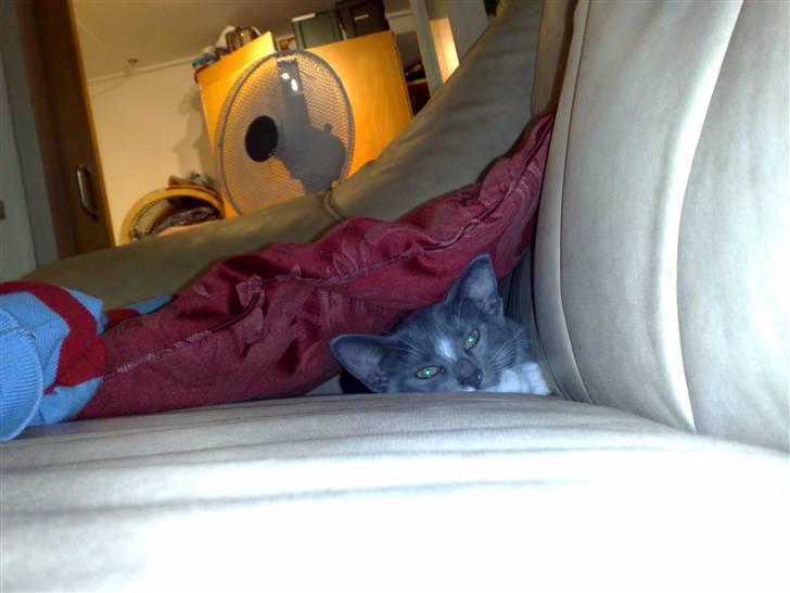 Huskat Trille billede 4