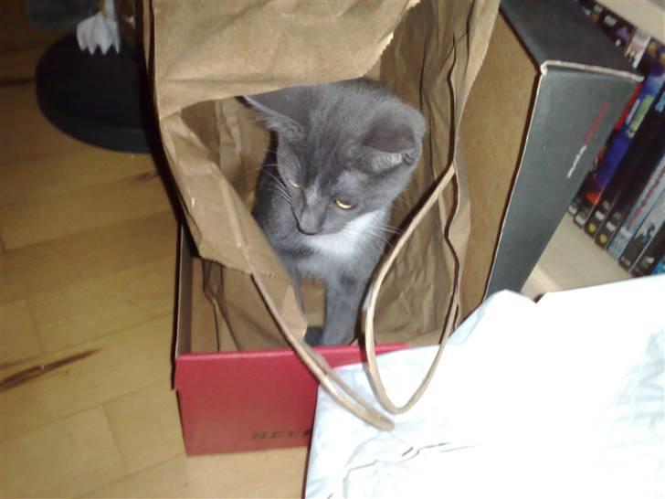 Huskat Trille billede 5