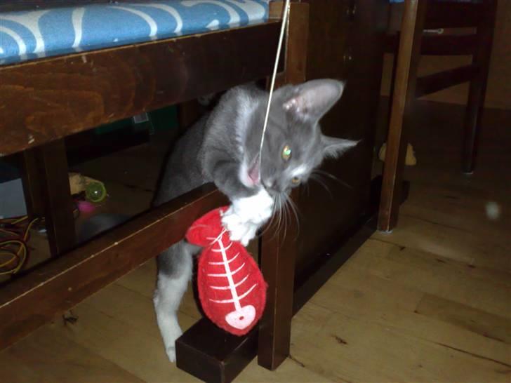 Huskat Trille billede 6