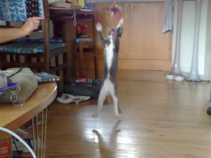 Huskat Trille billede 7