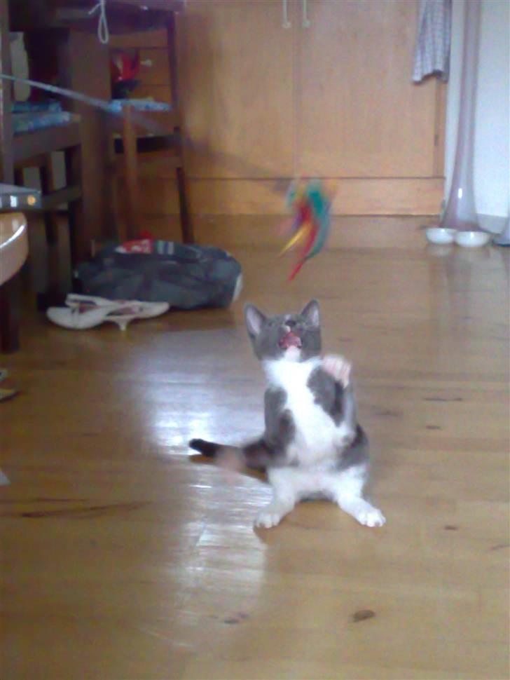 Huskat Trille billede 8