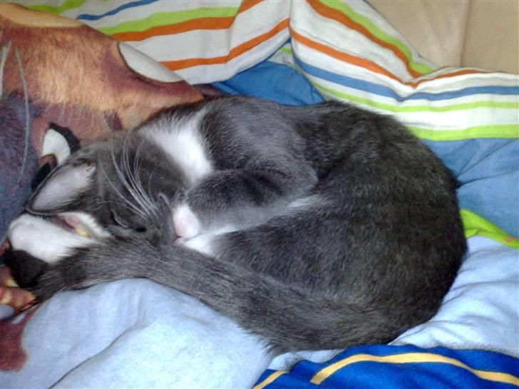 Huskat Trille billede 9