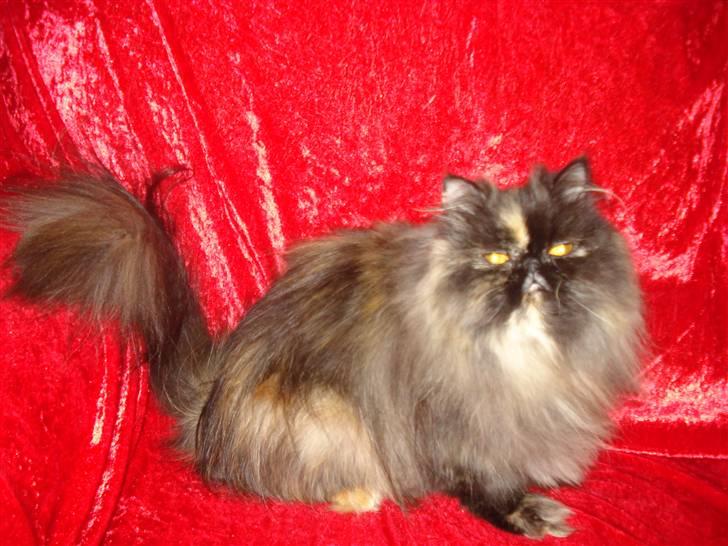 Perser Dixie - Ser jeg ikke sød ud:):) billede 6