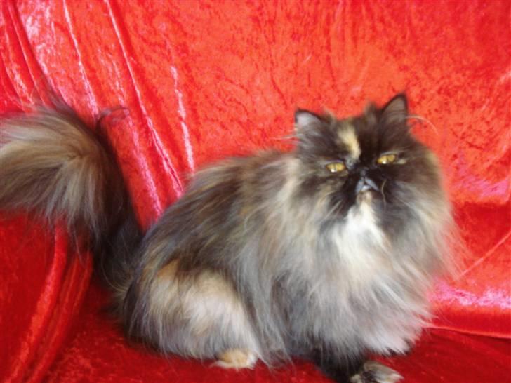 Perser Dixie - Er hun ikke snart færdig,vil gerne sove:) billede 7