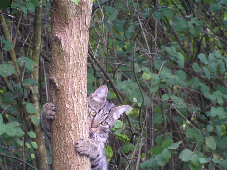 Blanding af racer Popcorn billede 10