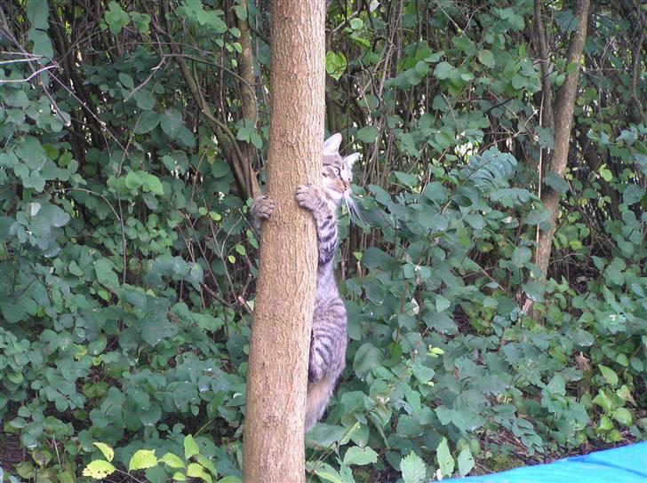 Blanding af racer Popcorn billede 11