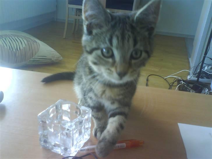 Huskat bandit billede 1