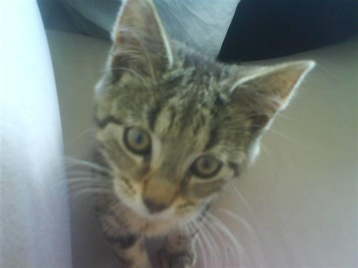 Huskat bandit billede 2