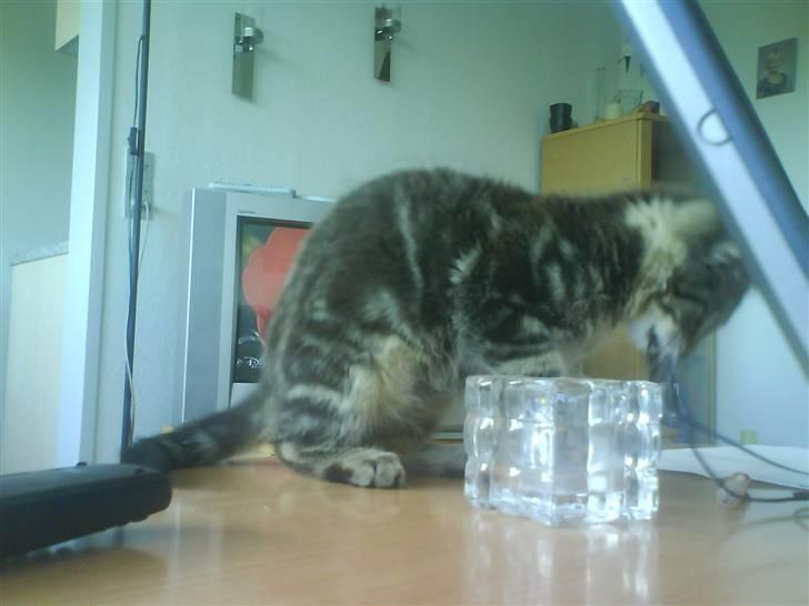 Huskat bandit - han er lege syg billede 3