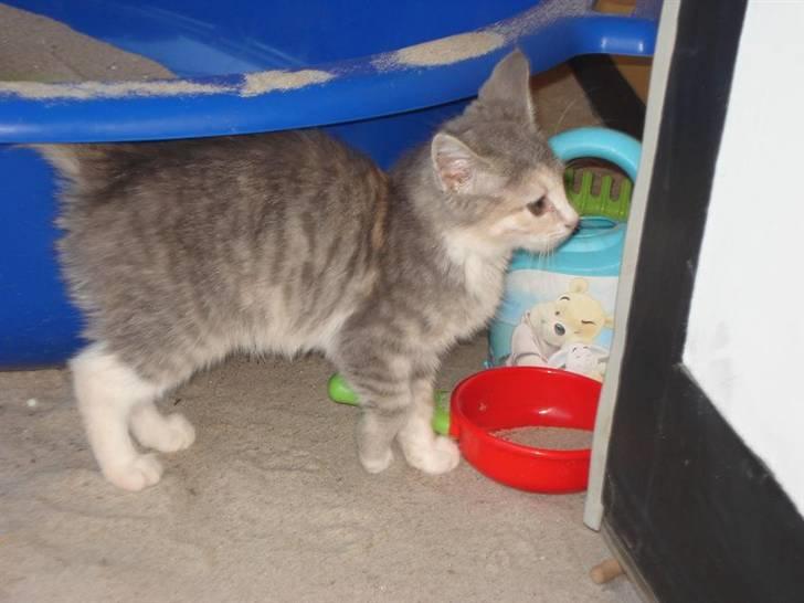 Blanding af racer Bodil R.I.P billede 2