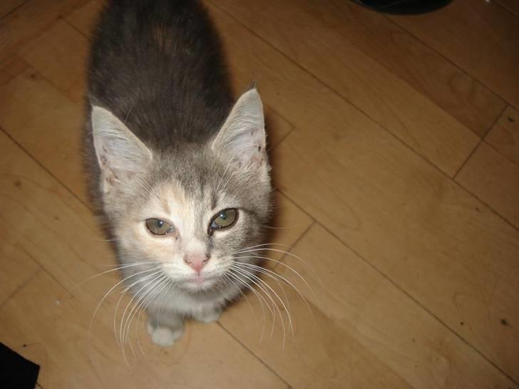 Blanding af racer Bodil R.I.P billede 3