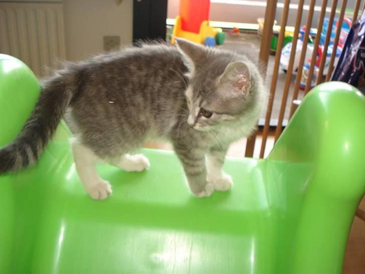 Blanding af racer Bodil R.I.P billede 4