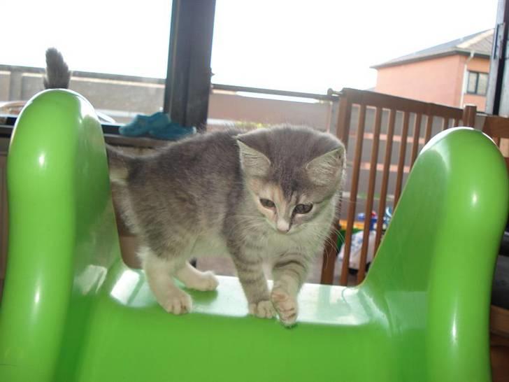 Blanding af racer Bodil R.I.P billede 5