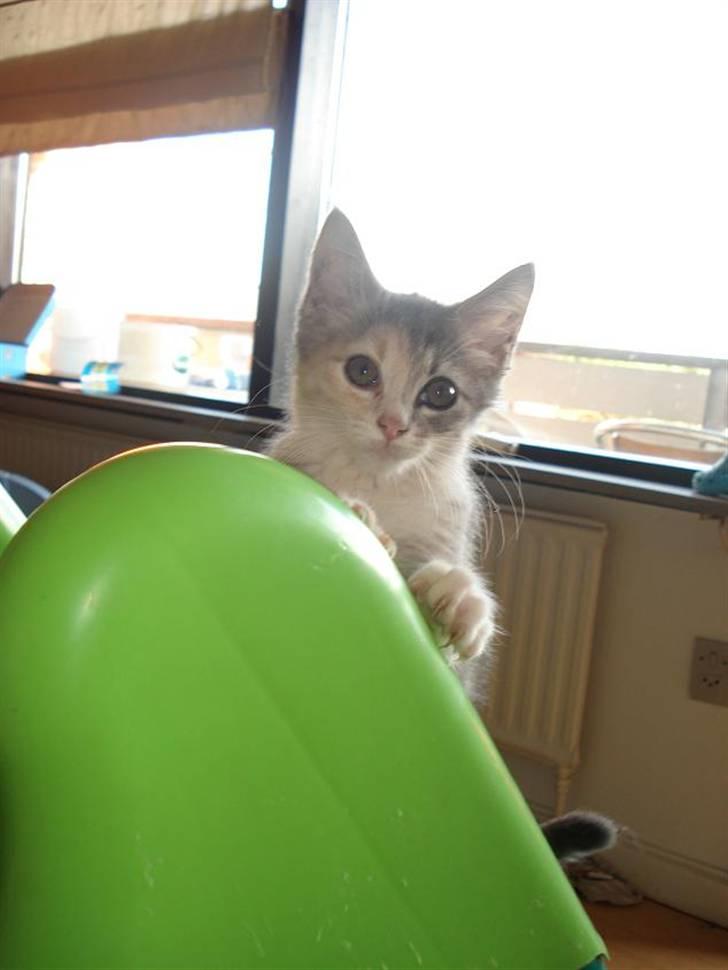 Blanding af racer Bodil R.I.P billede 6