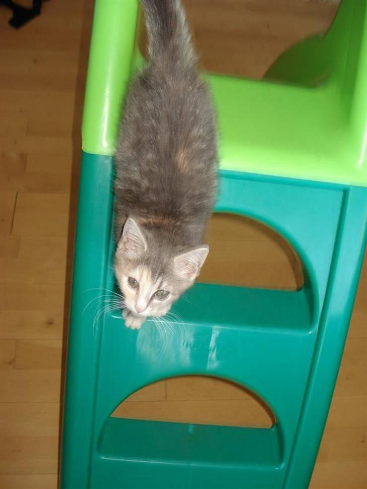 Blanding af racer Bodil R.I.P billede 7