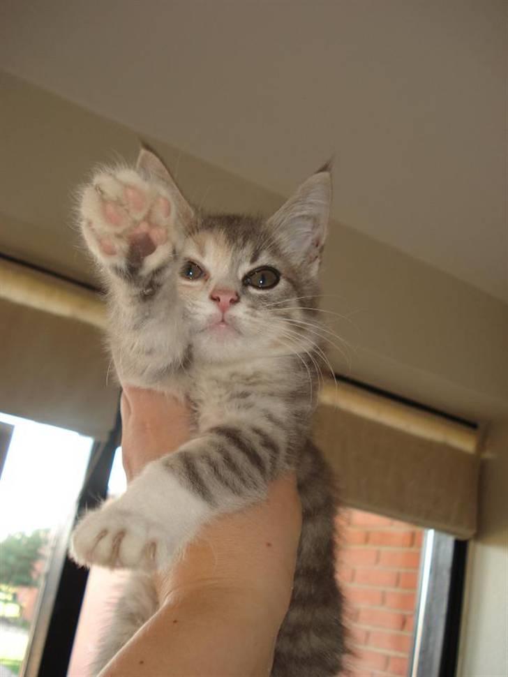 Blanding af racer Bodil R.I.P billede 8