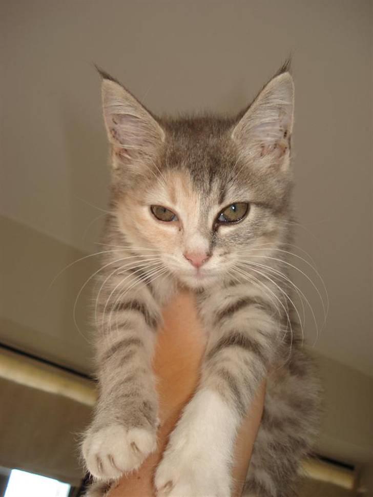 Blanding af racer Bodil R.I.P billede 9