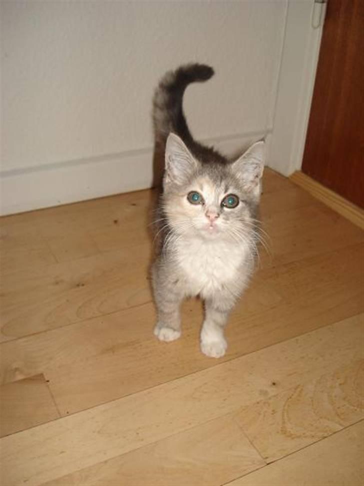 Blanding af racer Bodil R.I.P billede 10