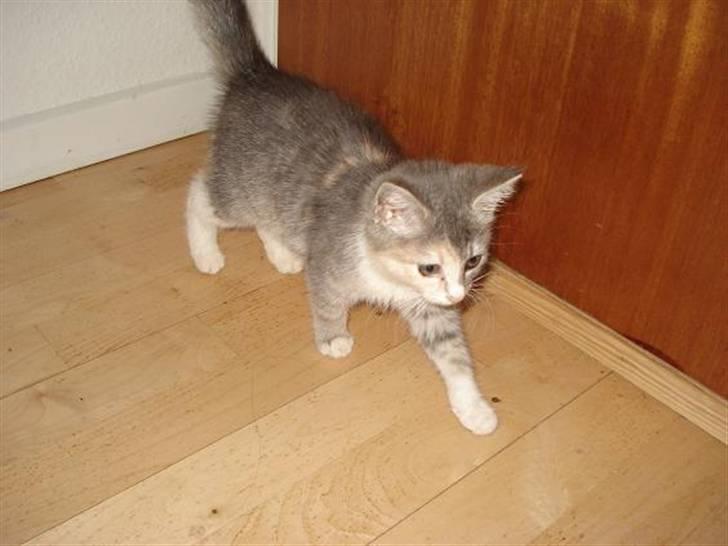 Blanding af racer Bodil R.I.P billede 11