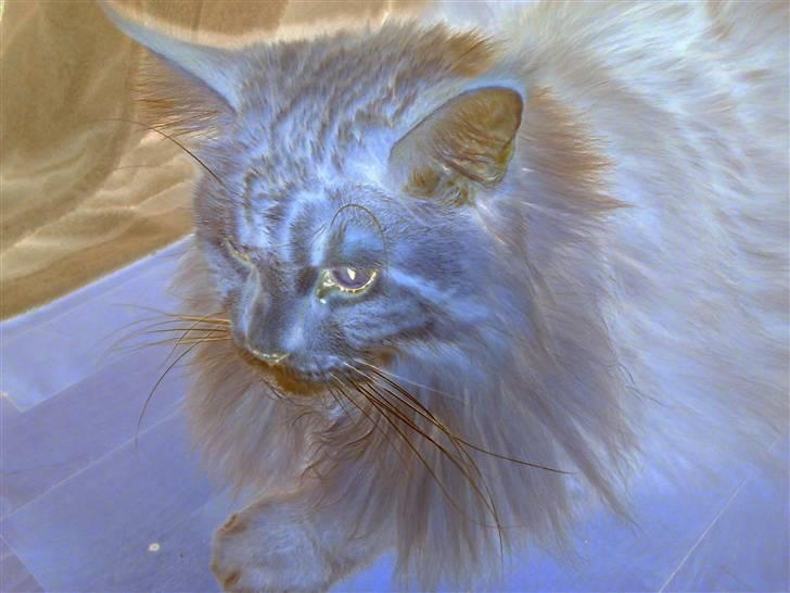 Maine Coon DK Fort Red Oak's Ray billede 6