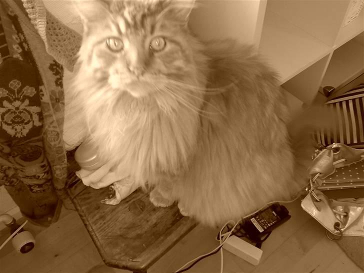 Maine Coon DK Fort Red Oak's Ray billede 7