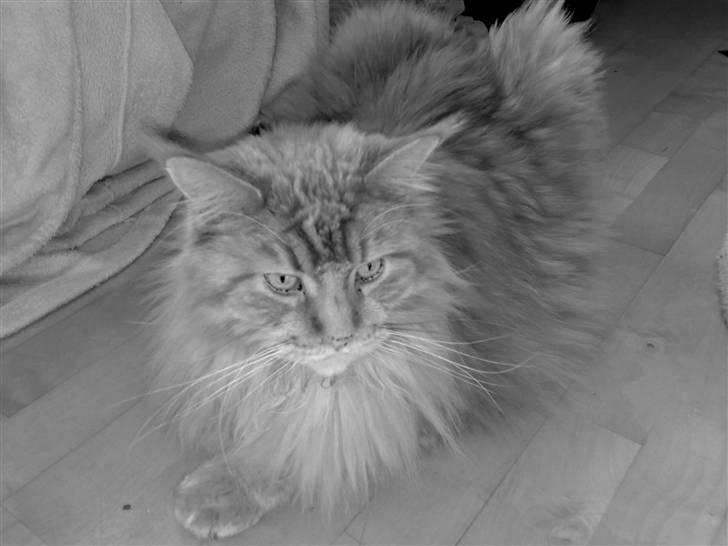Maine Coon DK Fort Red Oak's Ray billede 8