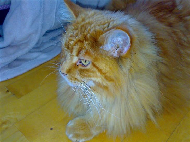 Maine Coon DK Fort Red Oak's Ray billede 9