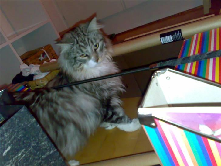 Maine Coon Livia Friis - Skulle man springe over dét der?! billede 10