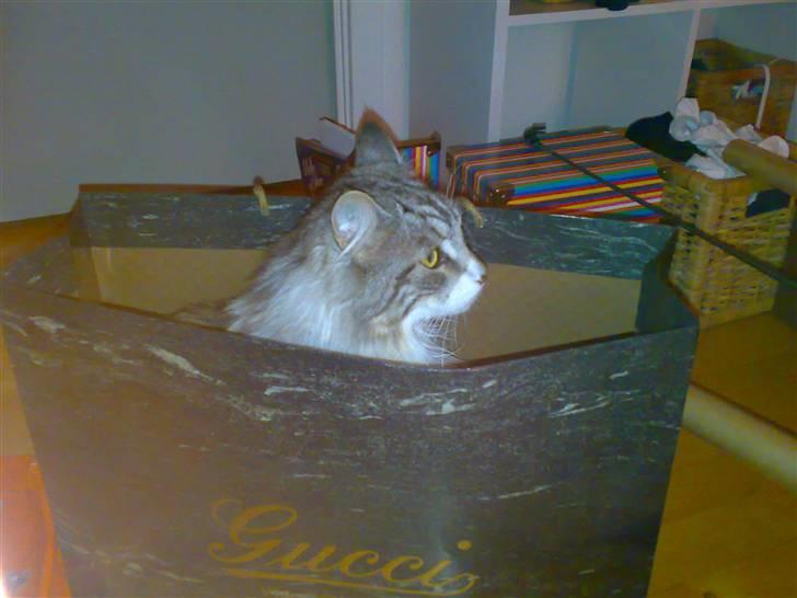 Maine Coon Livia Friis - Lidt mærkevare skal der da være at sove i ;s billede 11