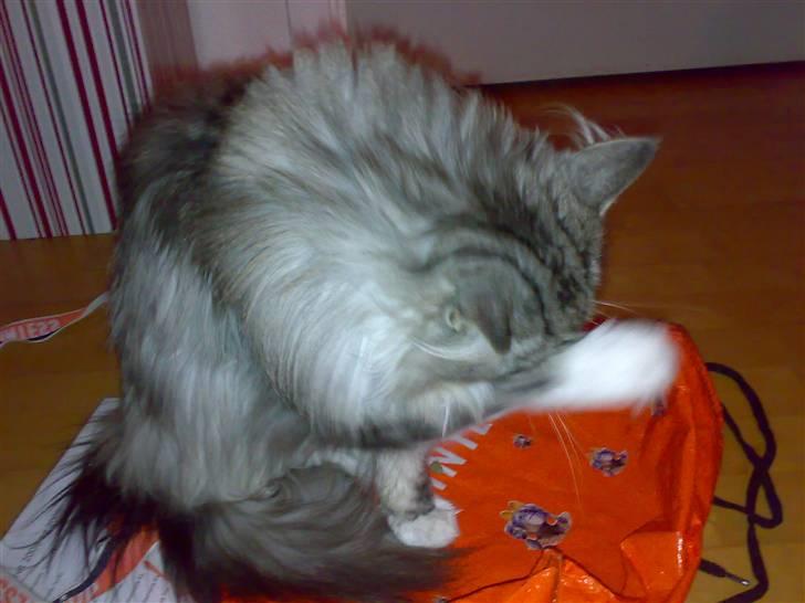 Maine Coon Livia Friis - Man er vel renlig. billede 12