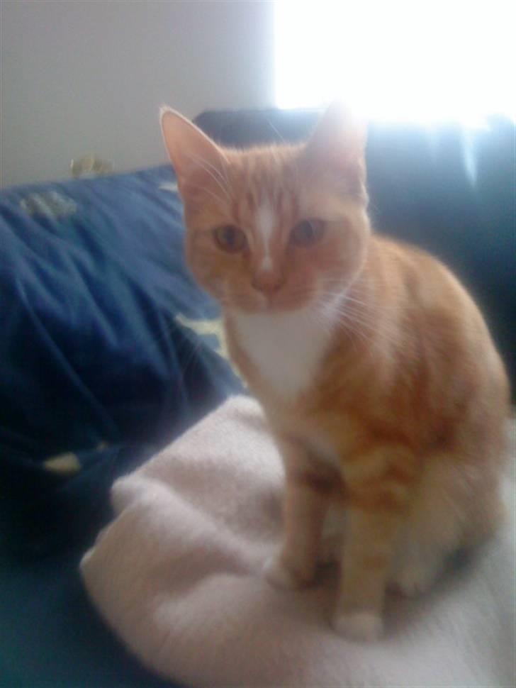 Blanding af racer bølle-mis billede 5