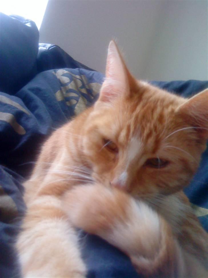 Blanding af racer bølle-mis billede 6