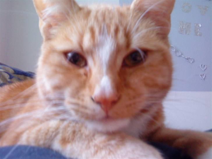 Blanding af racer bølle-mis billede 7