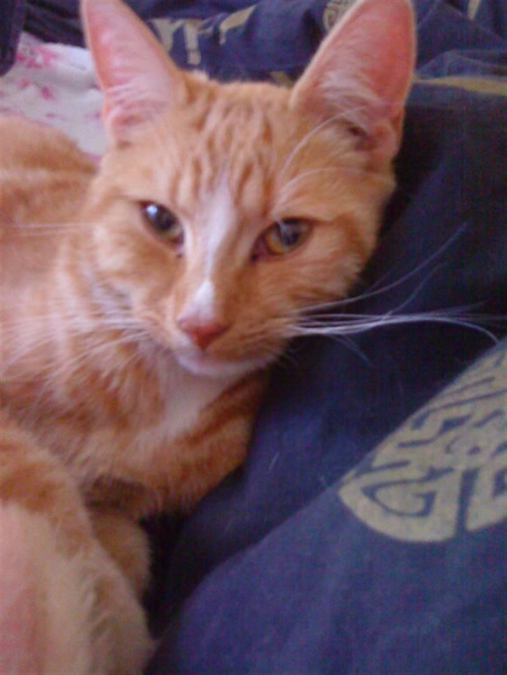 Blanding af racer bølle-mis billede 8