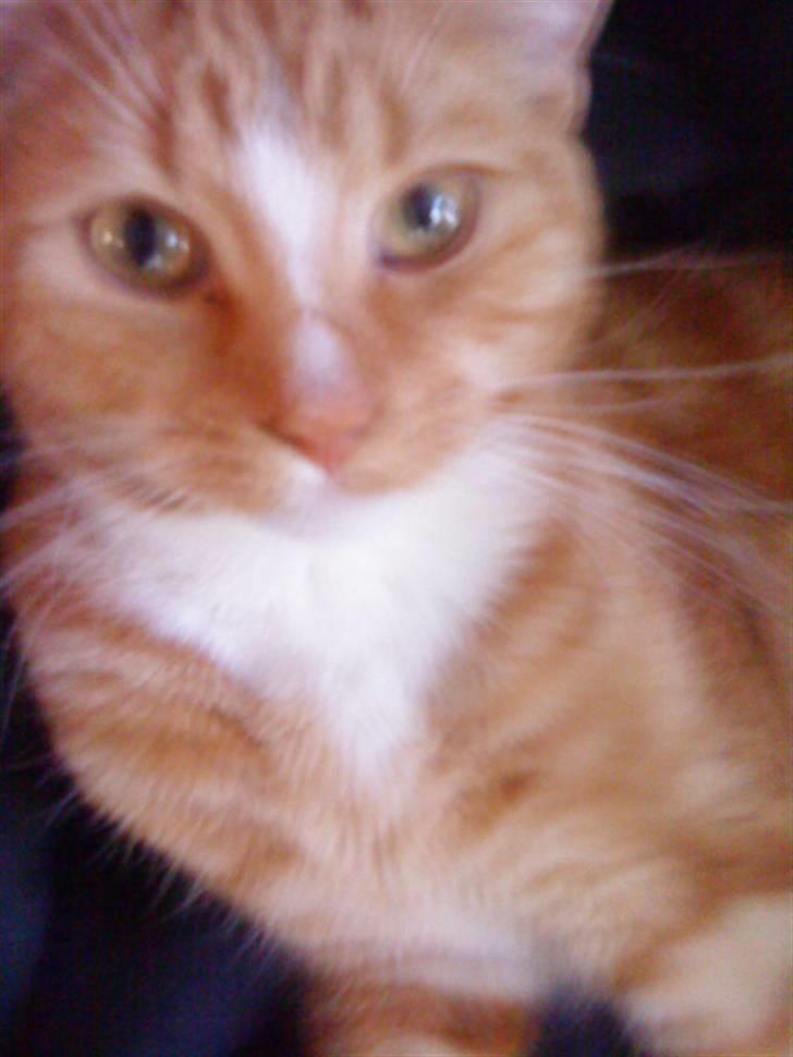 Blanding af racer bølle-mis billede 9