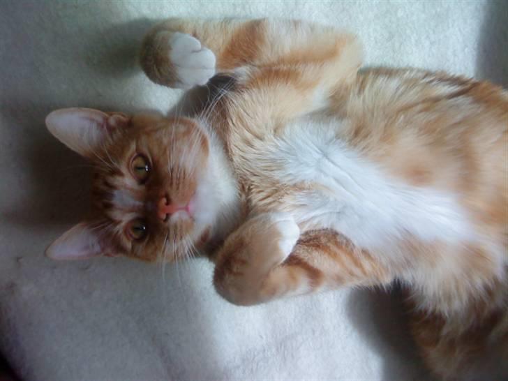 Blanding af racer bølle-mis billede 10