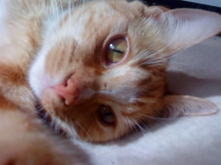 Blanding af racer bølle-mis billede 11