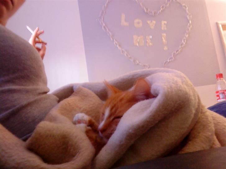 Blanding af racer bølle-mis billede 12