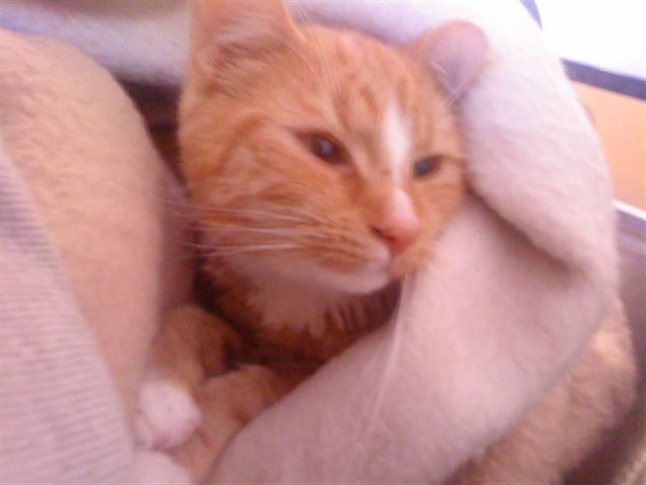 Blanding af racer bølle-mis billede 13